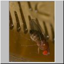 Drosophilida sp - Frucht- Taufliege 02a 3mm.jpg